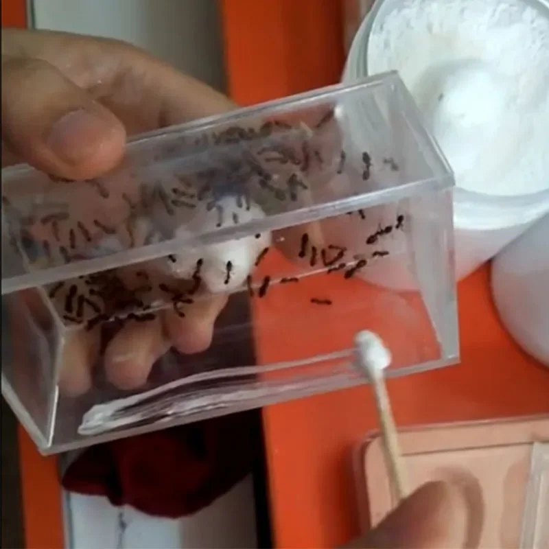 Polvo antiescape para granja de hormigas 40 g - control de insectos - imagen 4