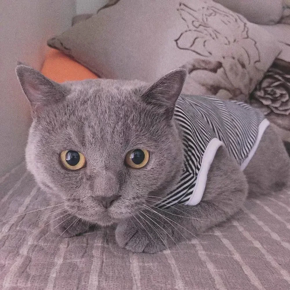 Ropa clásica a rayas para gatos, chaleco para perros, camisa katten kleding, traje Kedi, productos para mascotas, disfraz para gatos - imagen 4