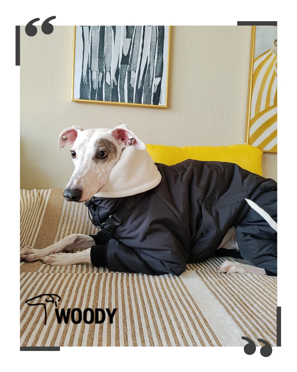 Ropa de invierno súper gruesa para perros Whippet, abrigo acolchado con cuello de tortuga para perros, Chaqueta de algodón ajustable cálida para galgo italiano - imagen 3