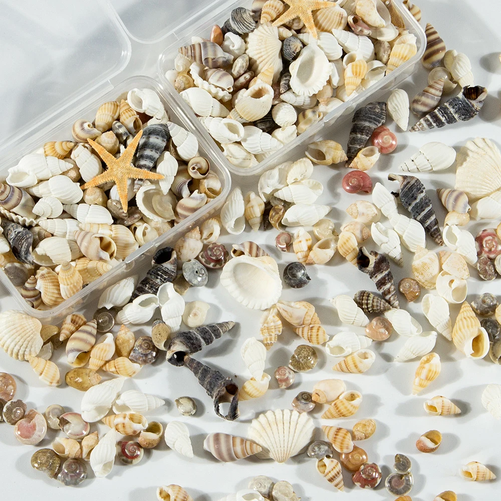 1 caja de adornos de estilo mixto aleatorio, concha Natural, paisaje de acuario, concha de mar pequeña, decoración de playa, suministros para pecera, manualidades DIY - imagen 3