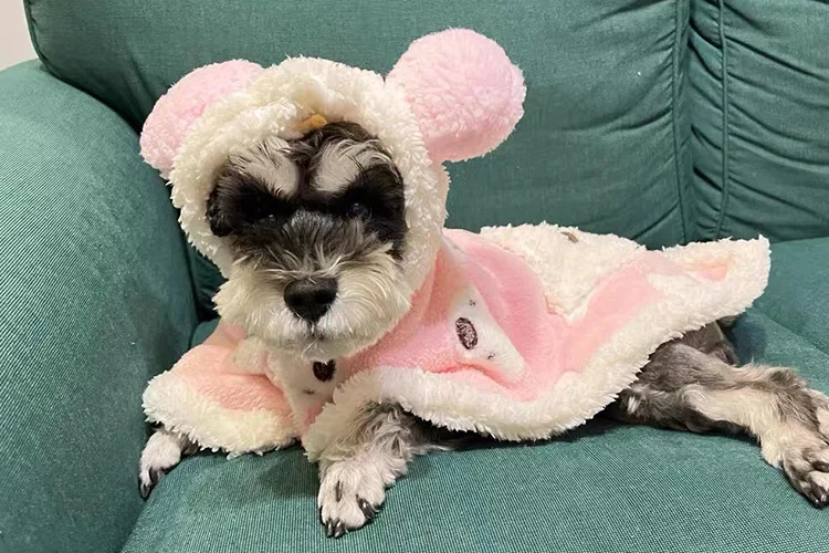 Capa cálida para mascotas, edredón para perros, manta para perros, Schnauzer Corgi, abrigo para gatos, ropa de diseño, regalo para cachorros - imagen 4