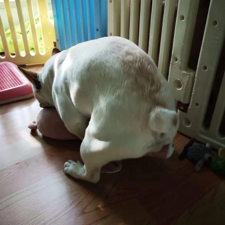 Cerdo de peluche para mascotas, juguetes para dormir para perros pequeños, Bulldog Francés, mordedura, suministros de ventilación Molar - imagen 4