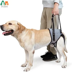 Eslinga trasera para rehabilitación de perro - Soporte movilidad