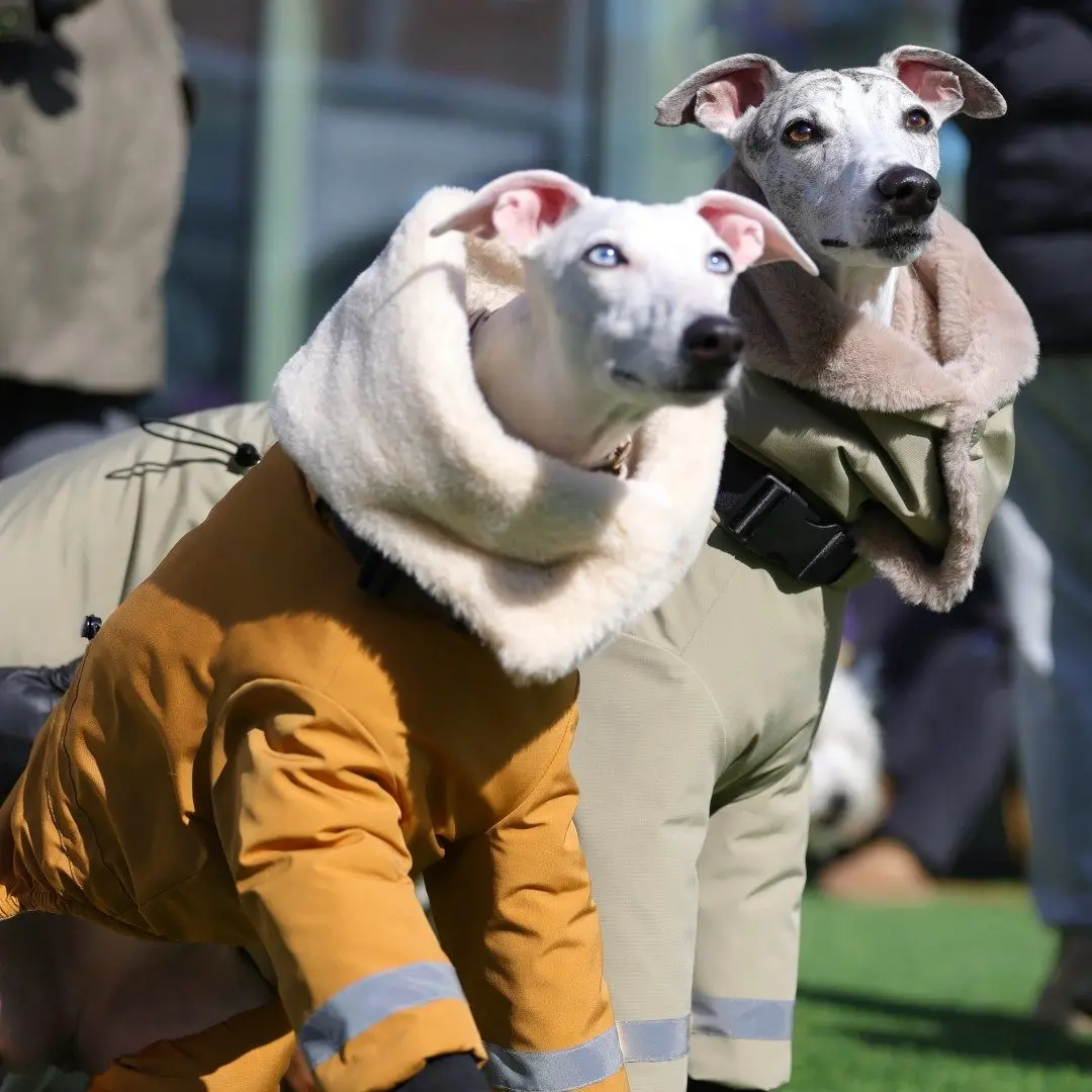 Chaqueta térmica para galgos y whippets – Forro polar verde cortavientos - imagen 5