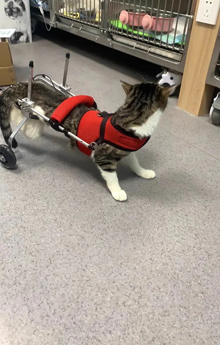 Conejo usando el soporte trasero de 2 ruedas