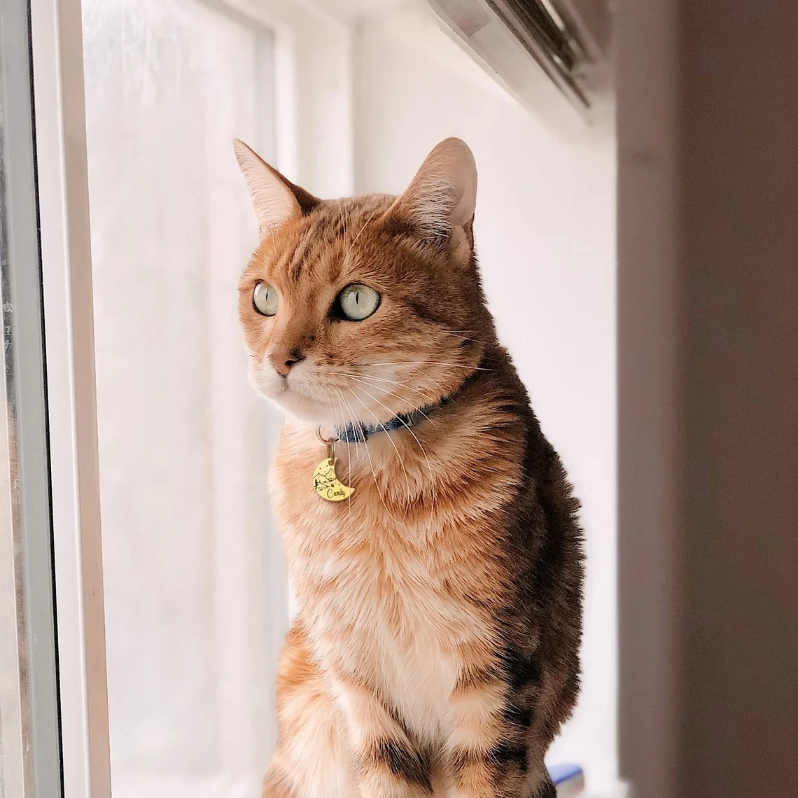 Etiqueta de identificación de perro y gato personalizada gratis, placas de Collar antipérdida para mascotas, accesorios, placa con nombre de Luna de colores grabables, dijes colgantes - imagen 4