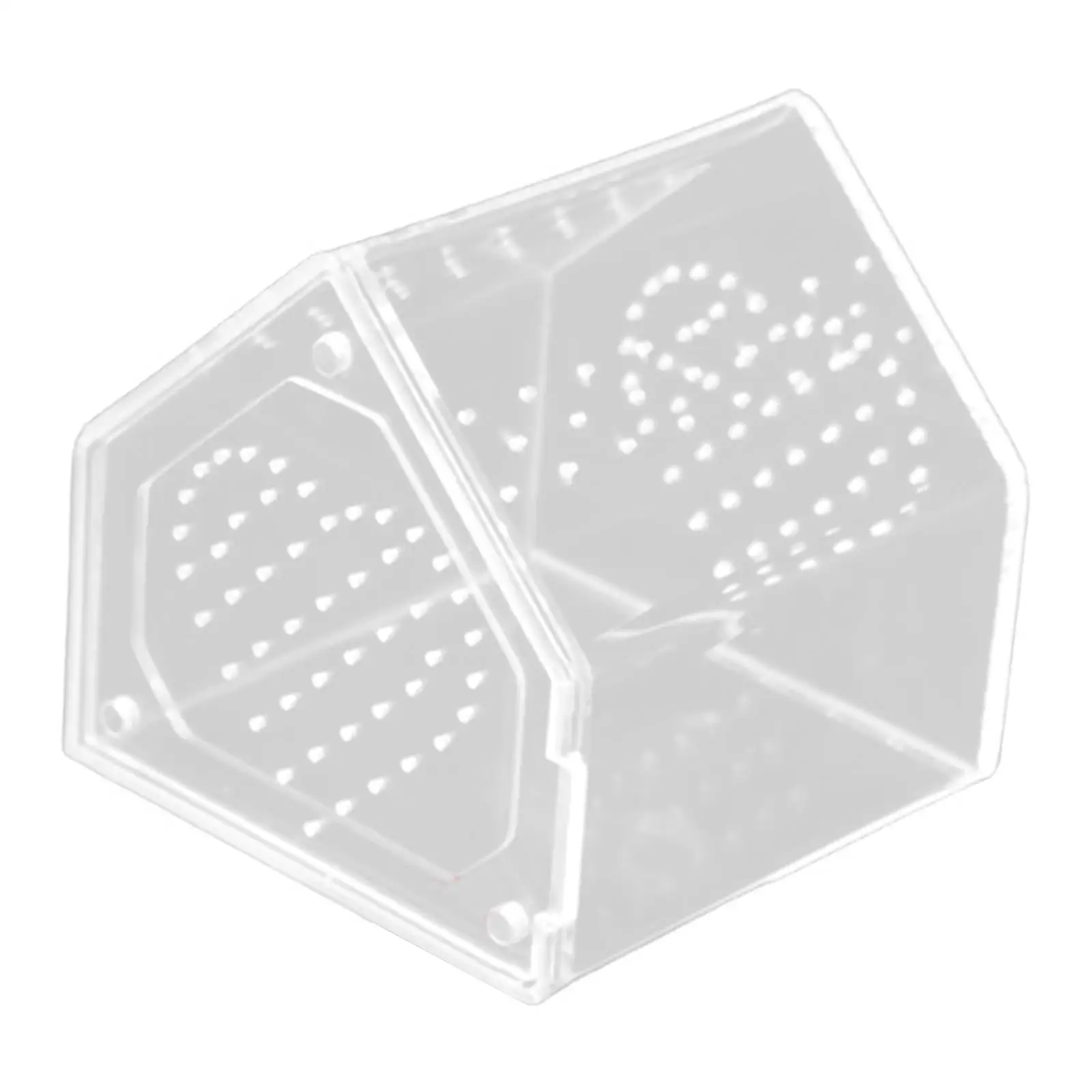 Terrario acrílico ventilado para tarántulas y arañas saltarinas - imagen 2