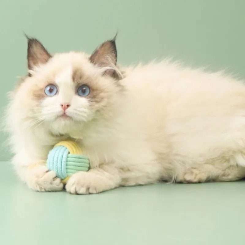 Bolas de algodón interactivas para gatos, juguete para masticar, Limpieza de dientes, suministros para mascotas - imagen 5