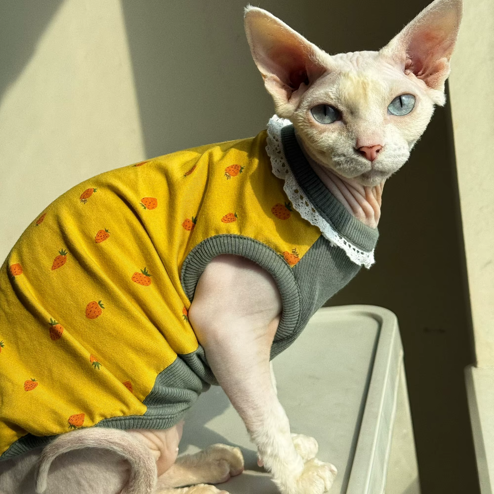 Chaleco primavera de algodón con encaje para gatos Sphynx y Devon Rex - imagen 2