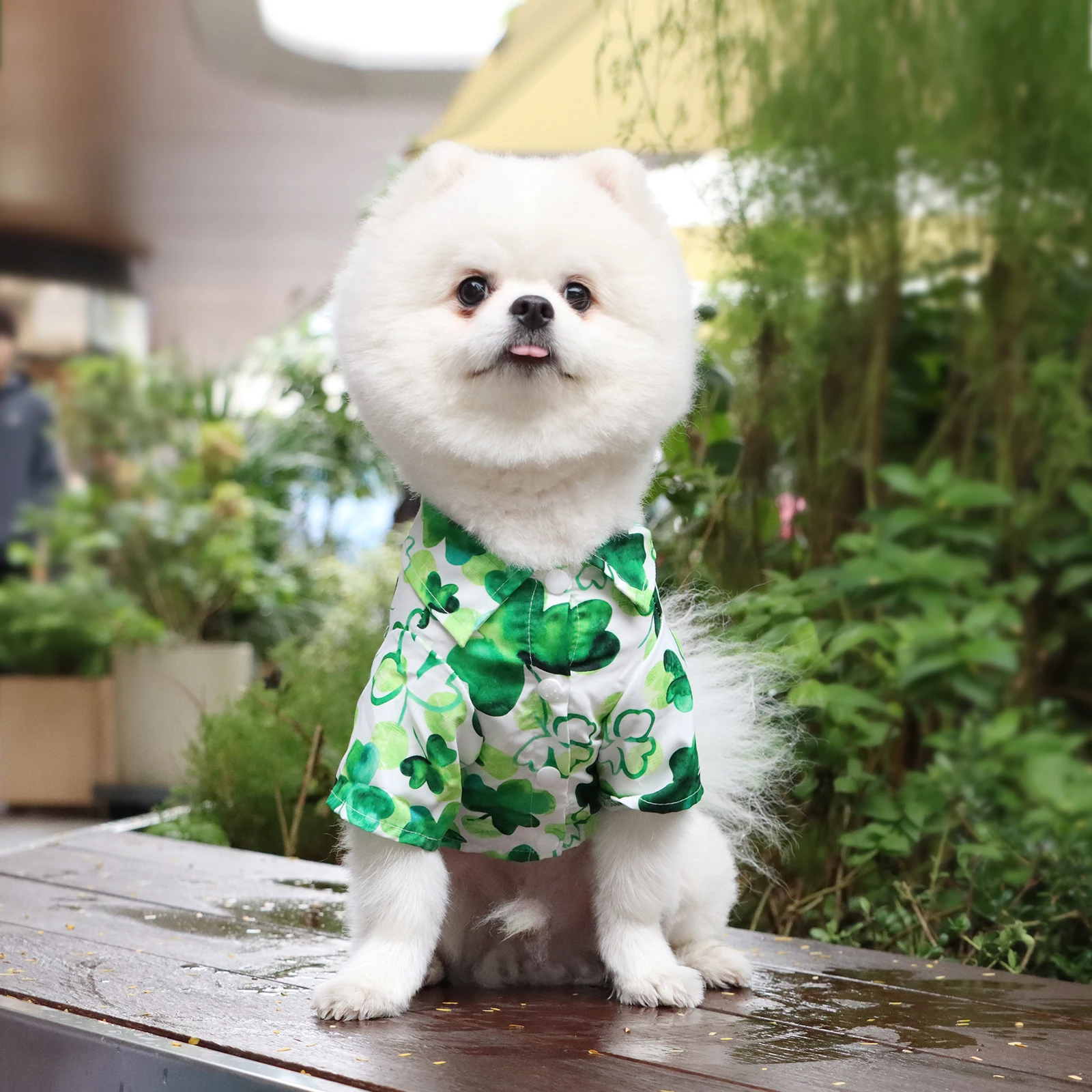 "Ropa para mascotas, camisa para perros, divertida camisa de trébol, disfraz bonito para cachorros, ropa para perros pequeños y medianos, gatitos, gatos, mascotas para Da de San Patricio - imagen 2