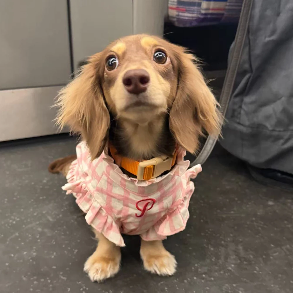 Chaleco con mangas para perros salchicha primavera verano cuadros rosa - imagen 2