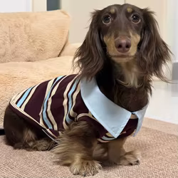 Camiseta de cuello alto a rayas para perros pequeños y medianos