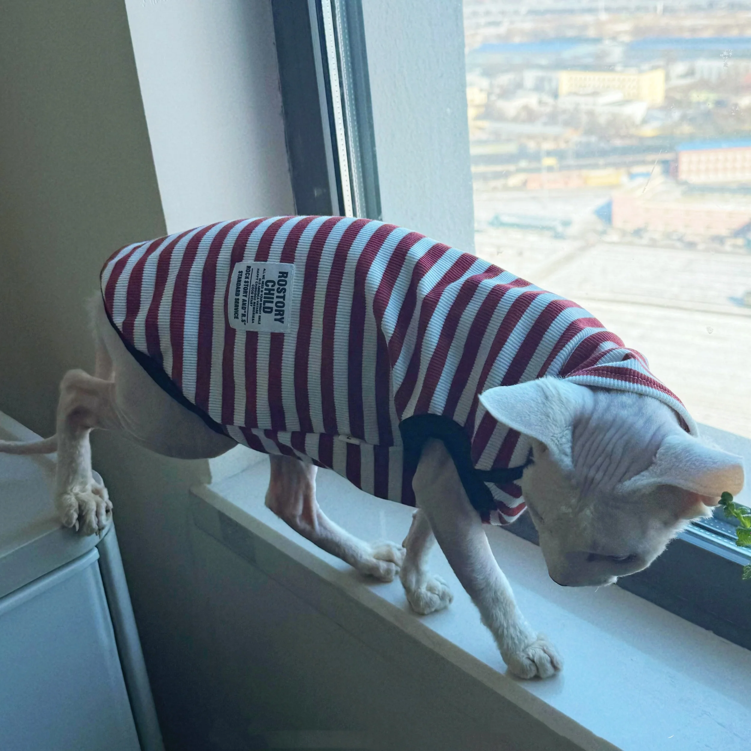Camiseta cuello alto para gatos Sphynx y Devon Rex – Rojo y negro - imagen 5