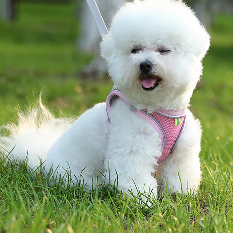 Arnés antideslizante ajustable para mascotas, chaleco de seguridad transpirable con Collar suave y duradero para mascotas, suministros esenciales para perros y gatos, accesorios - imagen 4