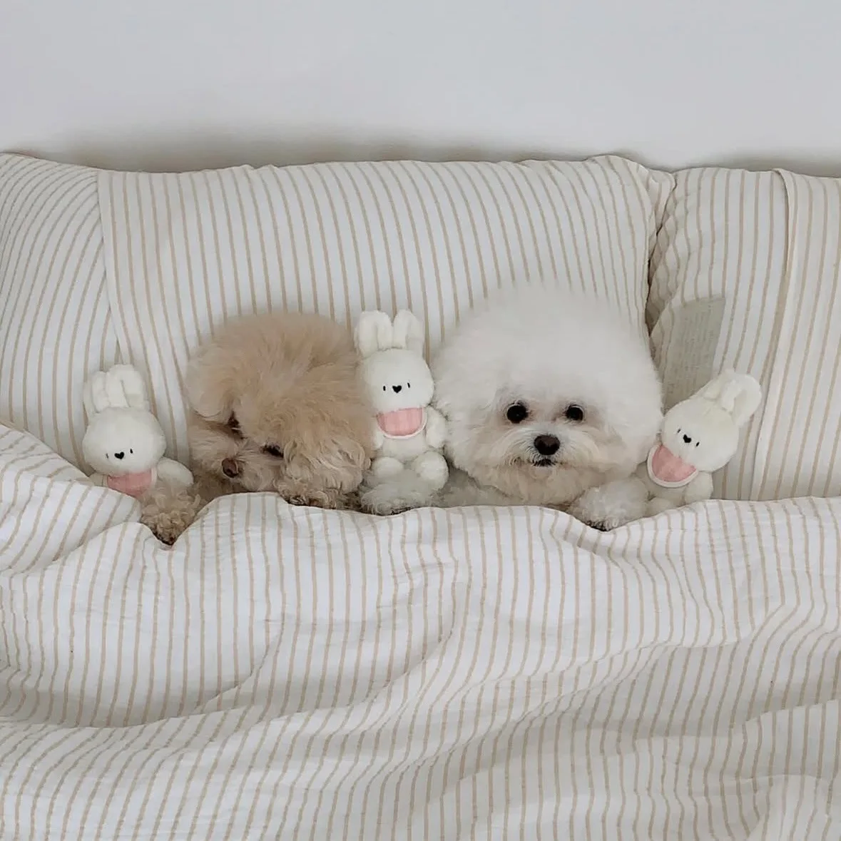 Juguete de peluche para mascotas, conejo que acompaña los sonidos y sonidos para dormir, ropa de cama para gatos, accesorios para perros Pomerianos para cachorros - imagen 2