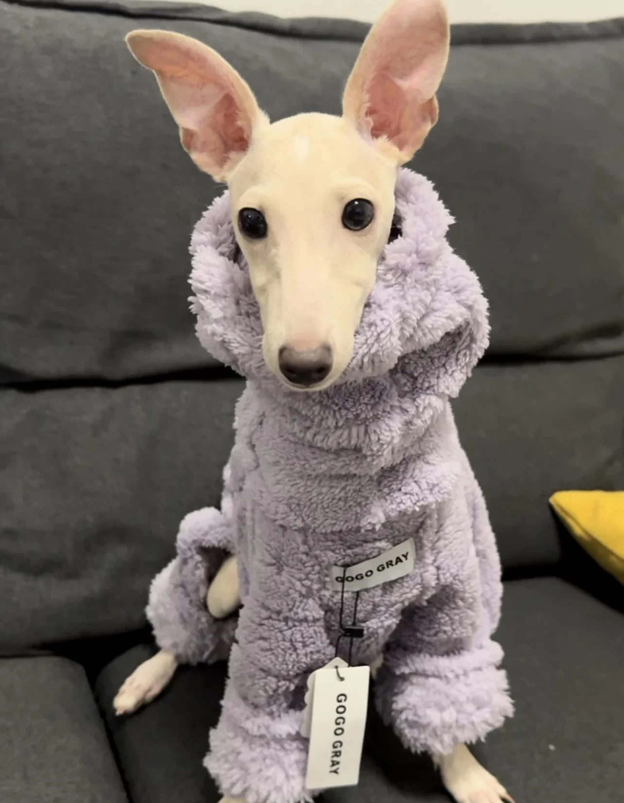 Suéter morado de 4 patas de felpa larga a la moda para galgo, abrigo grueso y cálido de manga larga con cuello alto para caniques, ropa de descanso Whippet - imagen 3