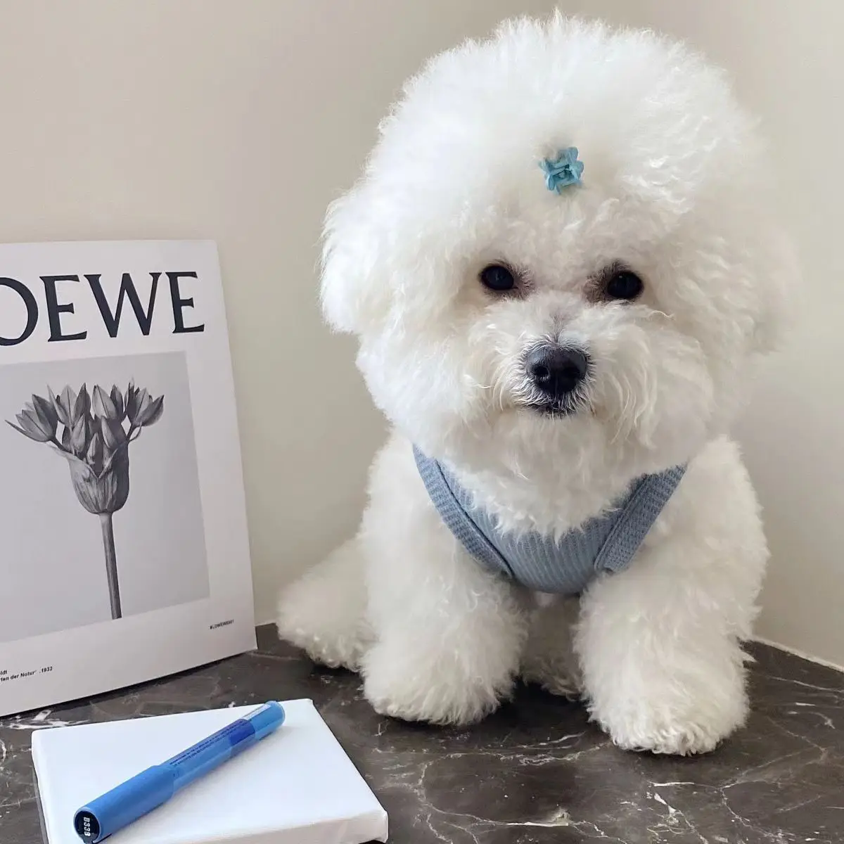 Chaleco para perros, ropa para gatos, cuatro colores de tela de poliéster, transpirable, resistente al sudor, fácil de limpiar, visualización divertida - imagen 3