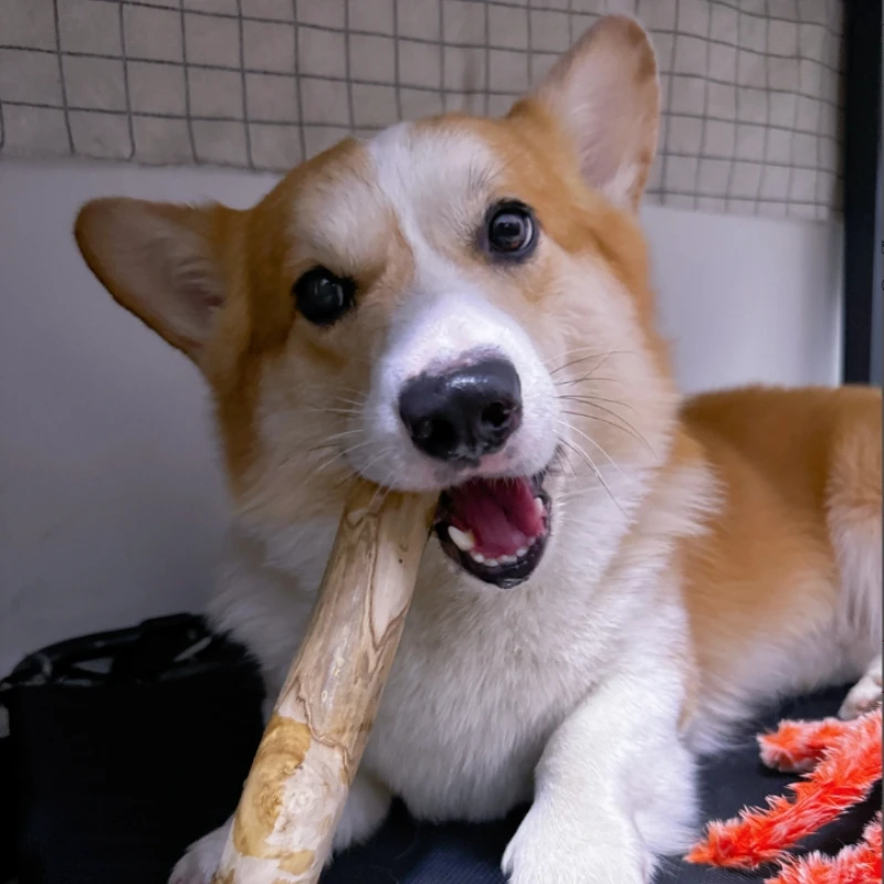 Palo para masticar para perros de madera de café Natural, juguete molar para cachorros para limpieza de dientes, alivio del aburrimiento y la ansiedad, juguete para masticar salud Dental - imagen 5