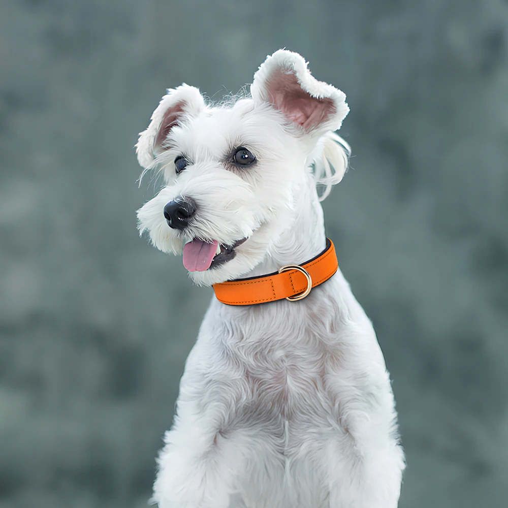 Collar de perro impermeable, Collar de nailon duradero para perros, Collar suave acolchado transpirable para perros, Chihahua Pug Schnauzer, 8 colores - imagen 5