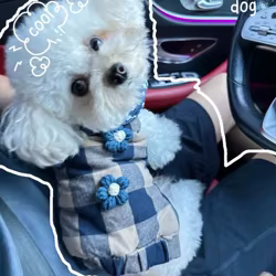 Abrigo a cuadros de flores para mascotas, otoño/invierno, chaleco de terciopelo, ropa de invierno de peluche, ropa para perros pequeños, ropa para cachorros