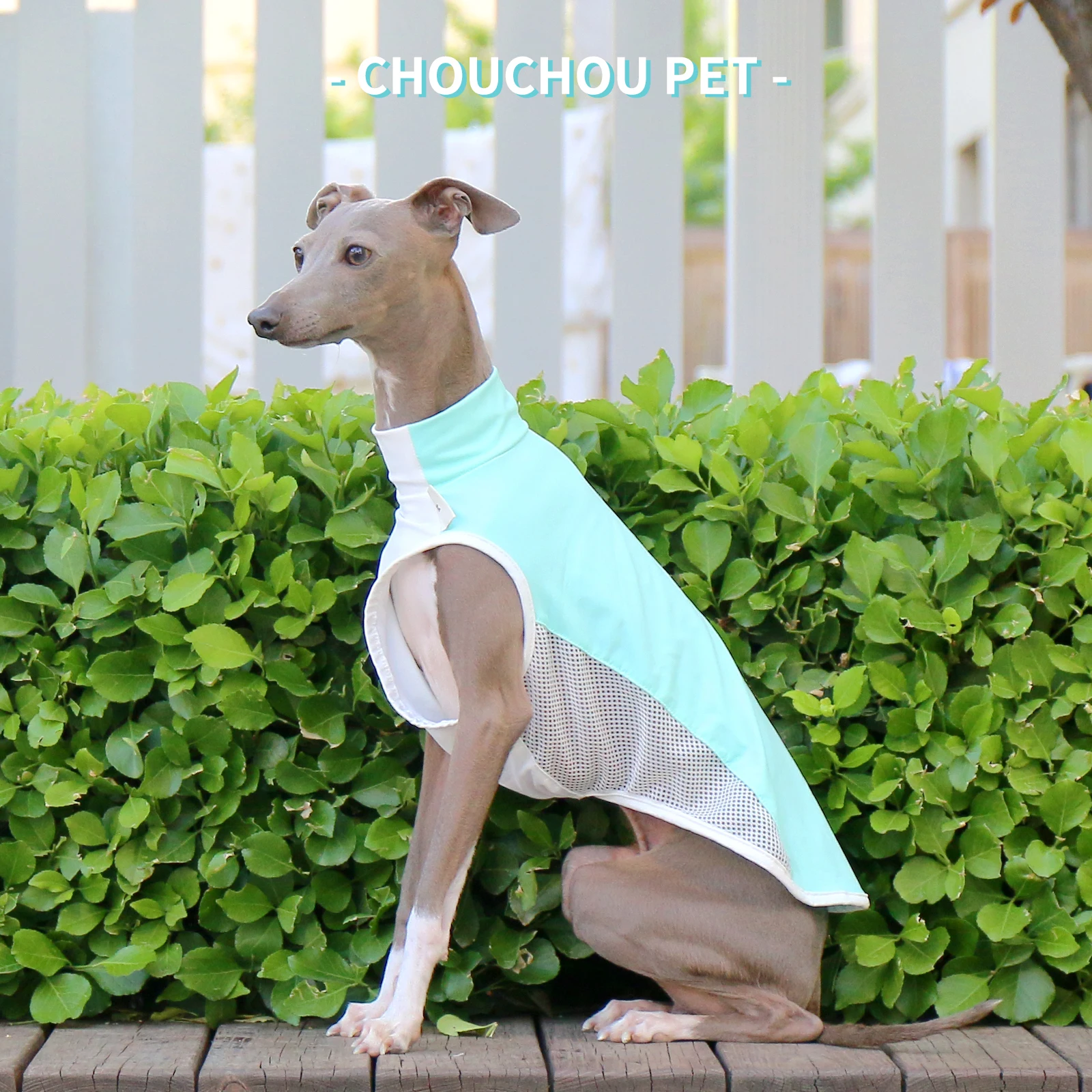 Camiseta refrescante de verano con galgo italiano (Iggy) Whippet/Saluki, nuevas variedades - imagen 5
