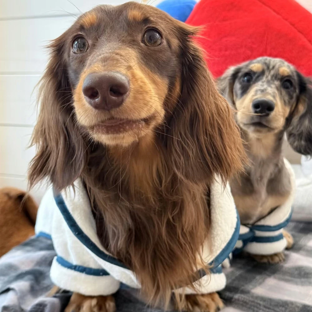Albornoz de moda para perros Wiener, toalla de secado de baño suave, ropa para perros salchicha, pijamas, ropa de dormir para perros de tejón - imagen 4