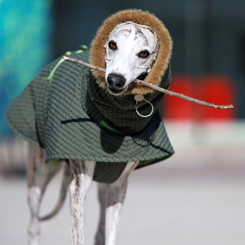 Capa verde de invierno para Whippet y Galgo Italiano – Abrigo cálido