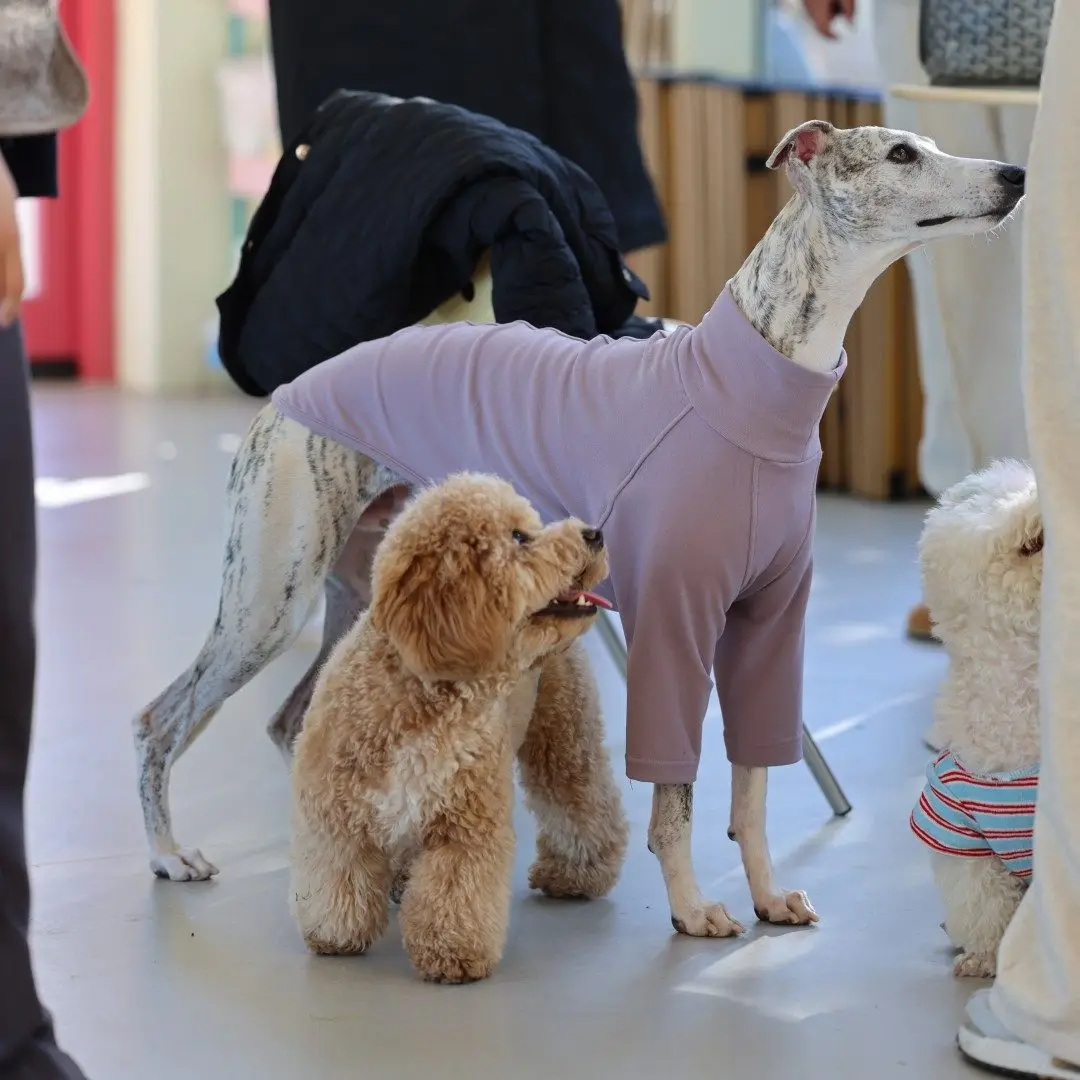Jersey pijama para Galgo Italiano y Whippet – Primavera - imagen 3