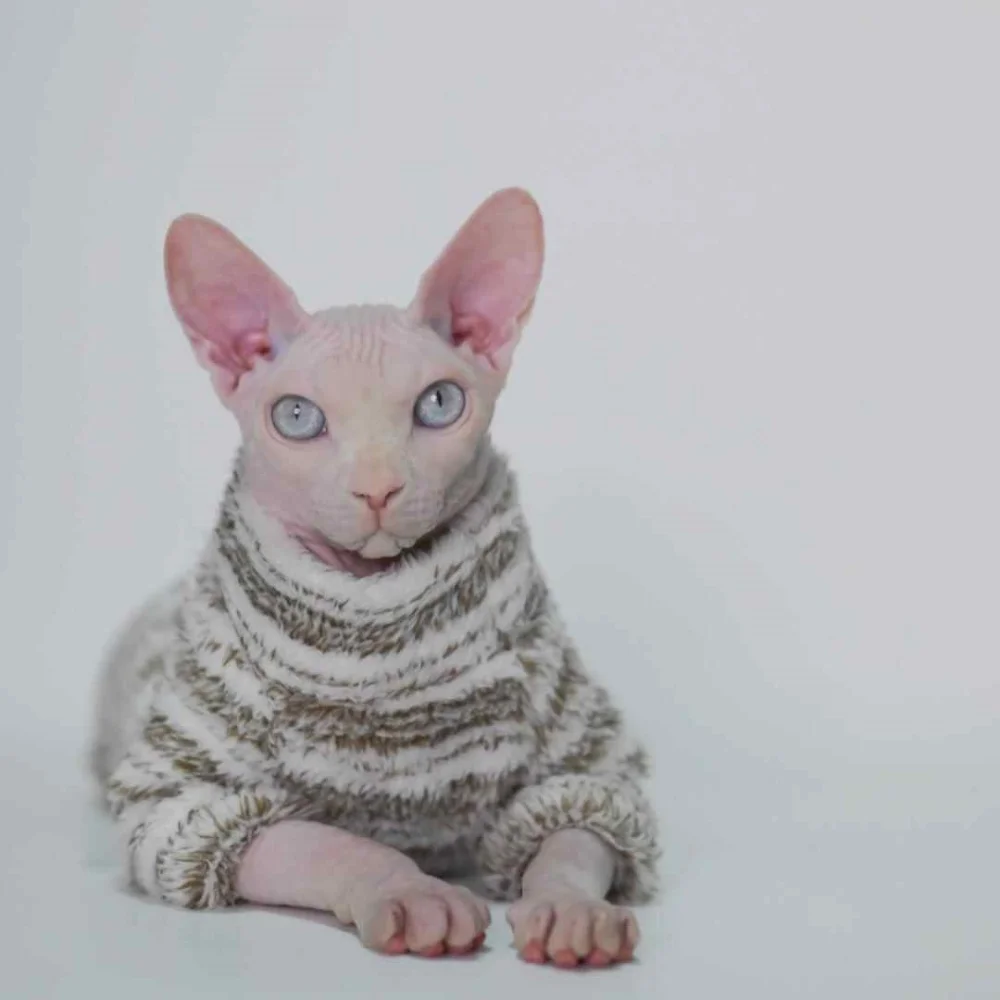 Suéter de invierno de cuello alto para gato esfinge, abrigo verde claro cálido de 4 patas para gatitos Devon Rex, ropa de descanso a rayas gruesas para otoño - imagen 2