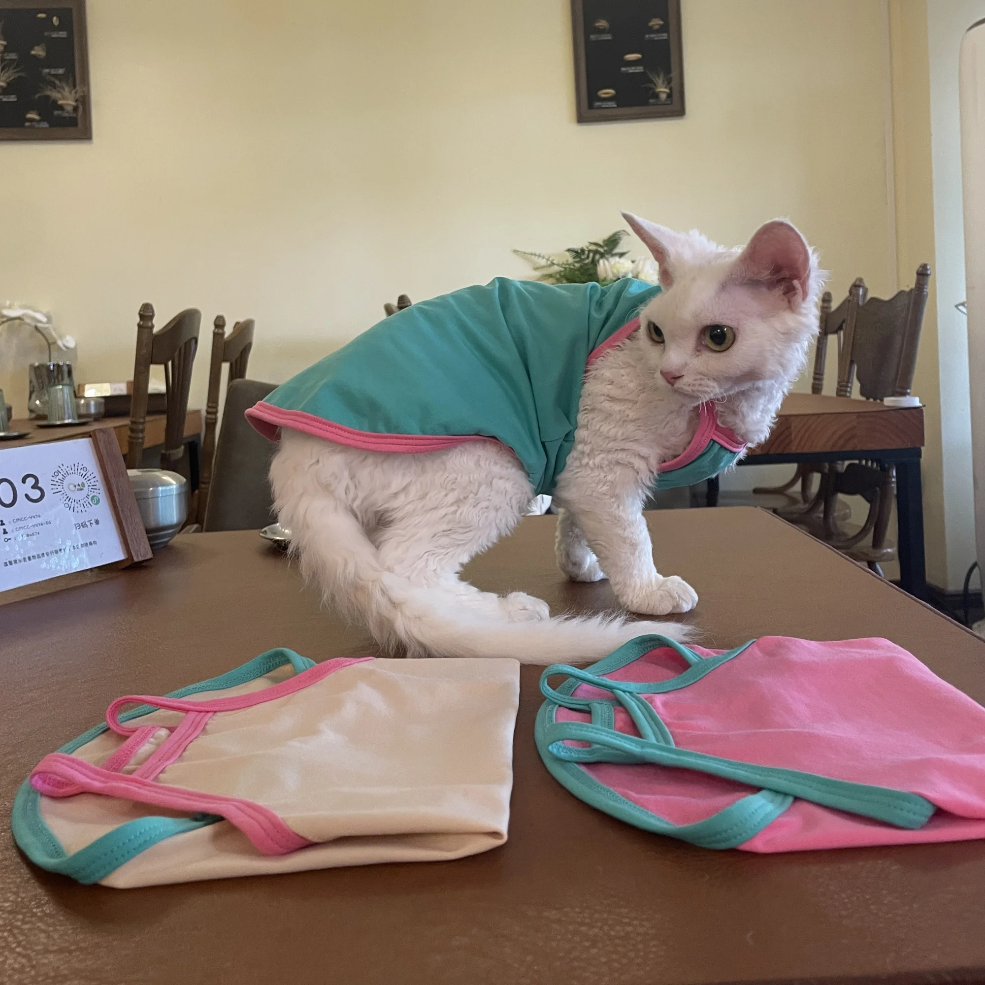 Camisola de algodón colorida en verano, bonito chaleco rosa suave para Devon Rex, abrigo sin mangas para habitación con aire acondicionado para gato Sphynx - imagen 2