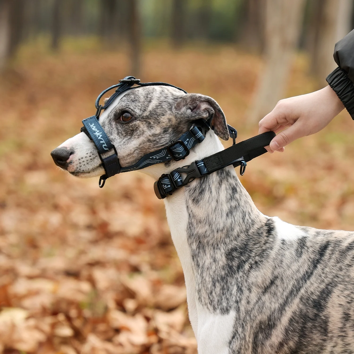 Collar de cabeza suave Leader No-Pull para perros, conjunto de Collar de correa para mascotas, Collar ligero para mascotas con bozal, bozal para perro con correa de cuello