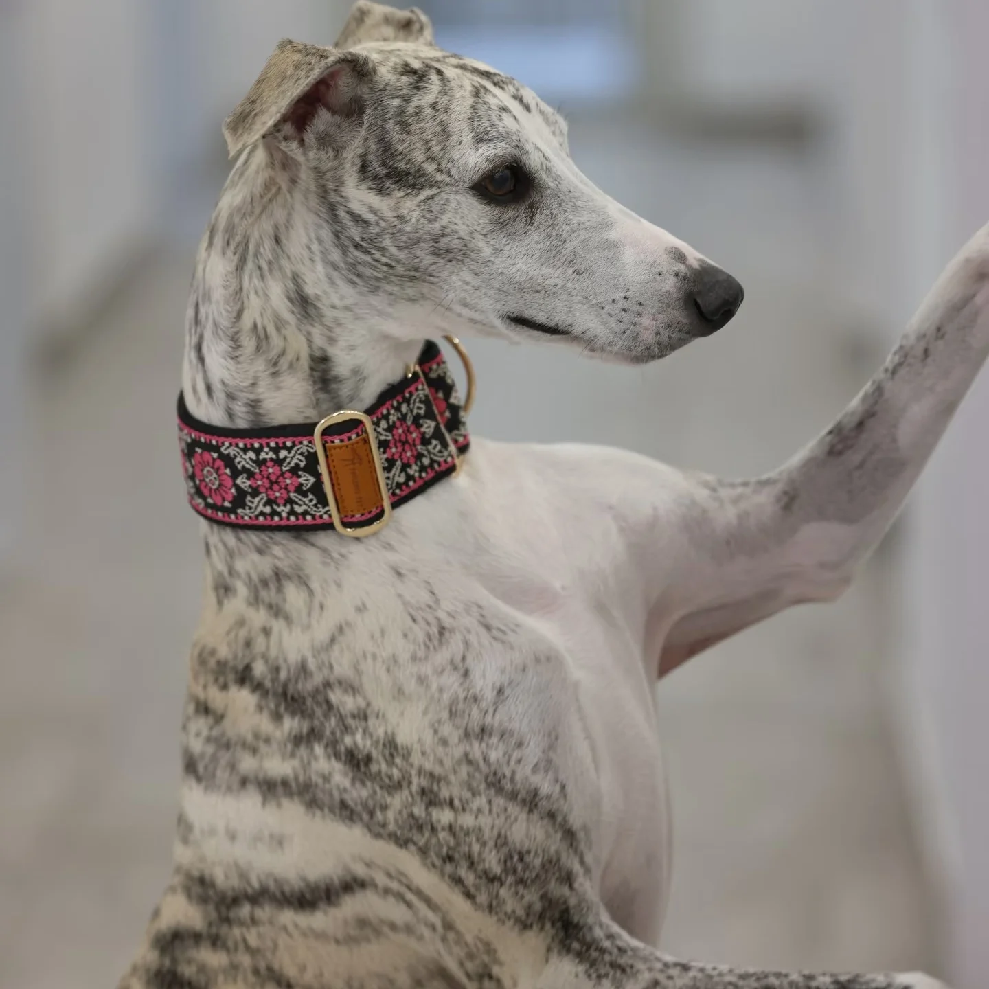Collar ajustable estilo étnico para galgo italiano – perro pequeño - imagen 2