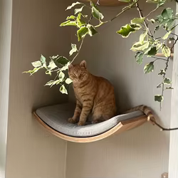 Percha pared gatos suave – hamaca colgante y estantes madera escalada
