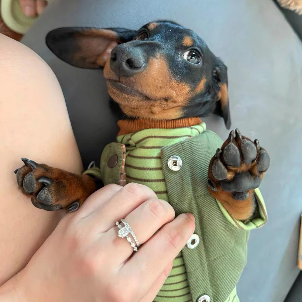 Sudadera de rayas verdes para perros salchicha, abrigo suave y cálido de manga larga para perros Wiener en otoño e invierno, mono para tejón