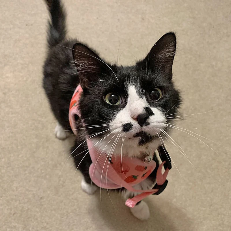 Arnés de malla ajustable de poliéster para gatos, chaleco para caminar, correa de plomo para cachorros, Collar para perros pequeños y medianos, accesorios para mascotas - imagen 5