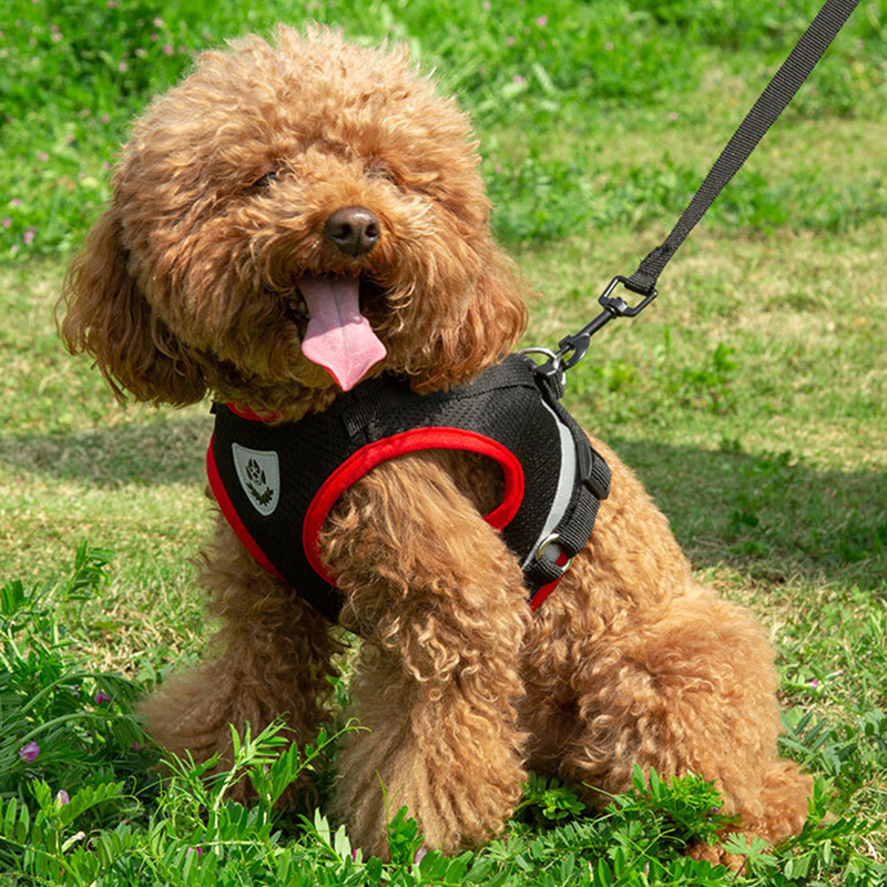 XLeiPet Conjunto - Uso con perro de raza pequeña