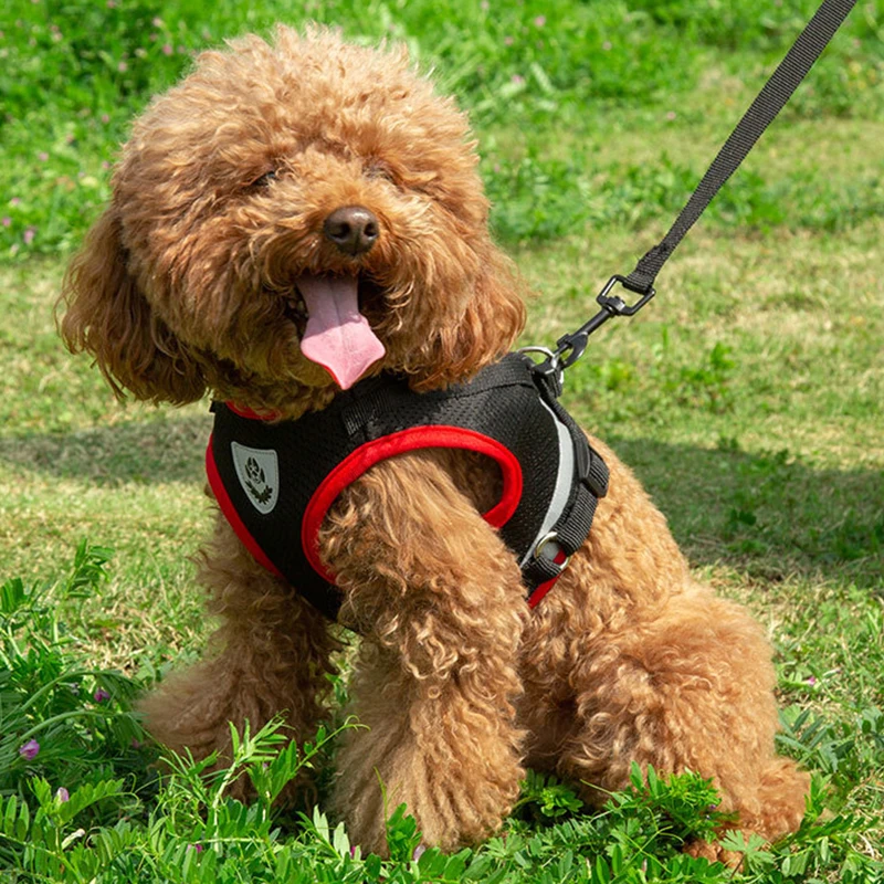 Conjunto de arnés y correa para perros, chaleco de malla transpirable para mascotas, arneses para perros pequeños y medianos, Yorkshire Corgi, suministros para exteriores para cachorros - imagen 4