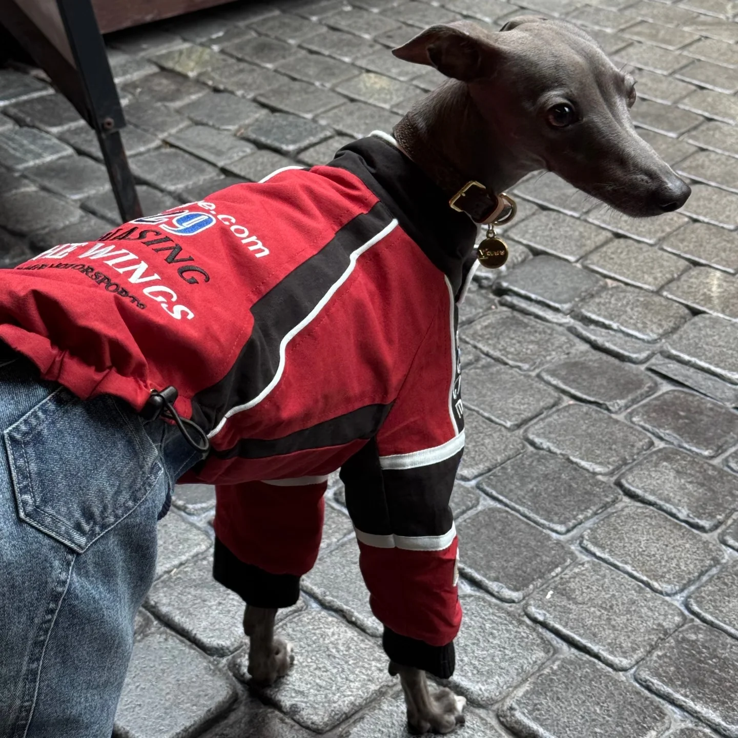 Traje de carreras Retro rojo para perros Chaqueta de algodón bordada de primera calidad para Whippet en otoño invierno abrigo cálido de motocicleta para galgos - imagen 5