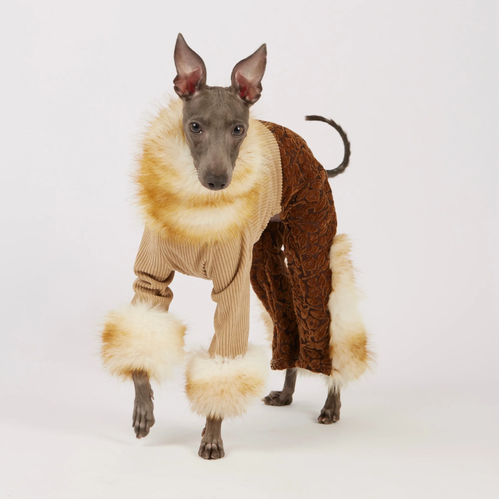 Ropa invierno galgo italiano y whippet: sudadera, pantalón, abrigo - imagen 3