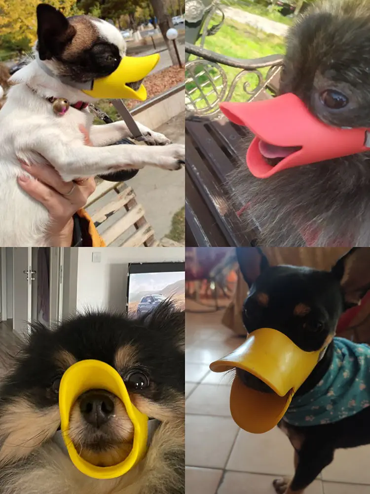 Perro usando el hocico tranquilamente