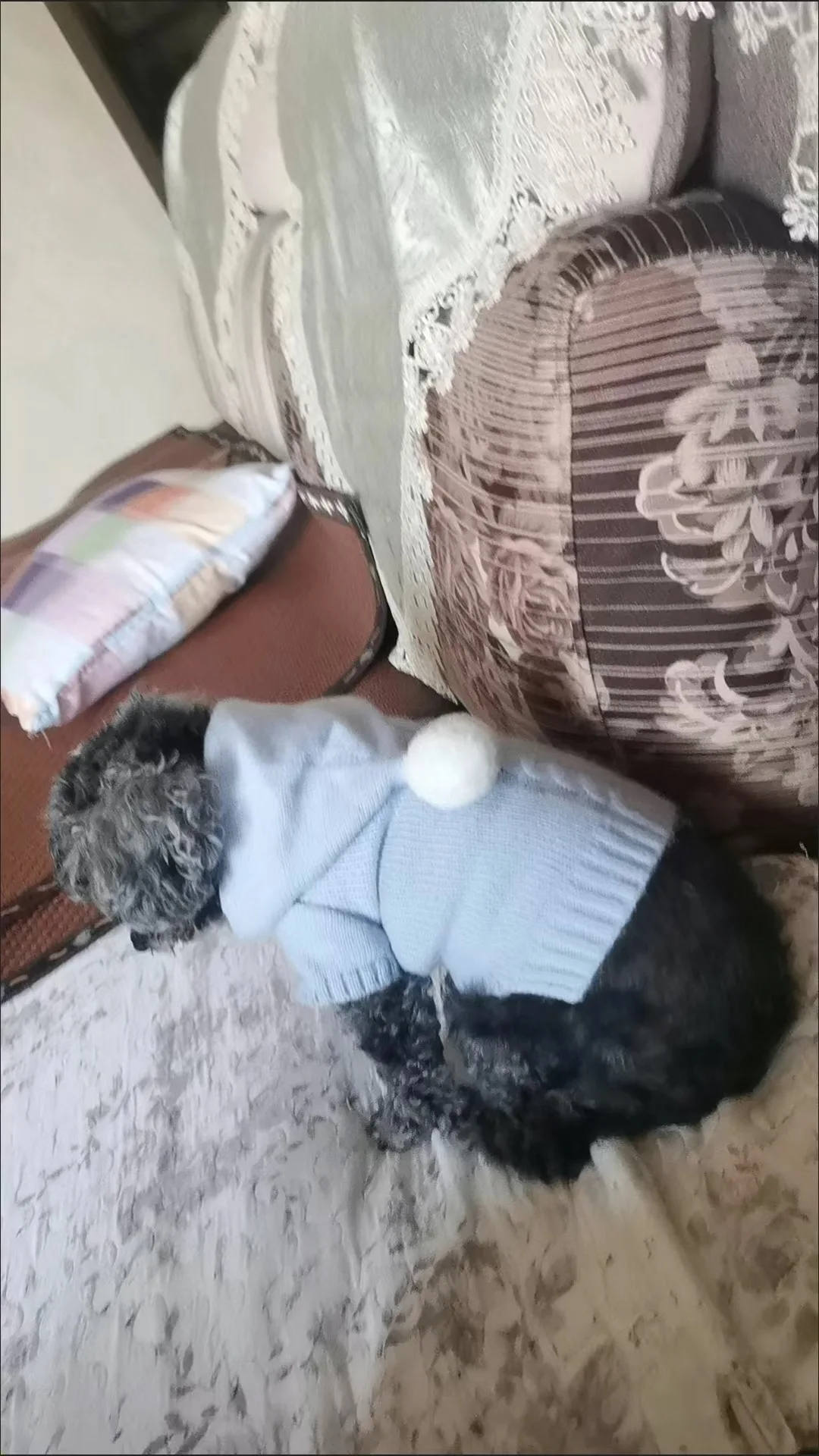 Suéter con capucha de peluche para gato y perro mini otoño e invierno - imagen 4