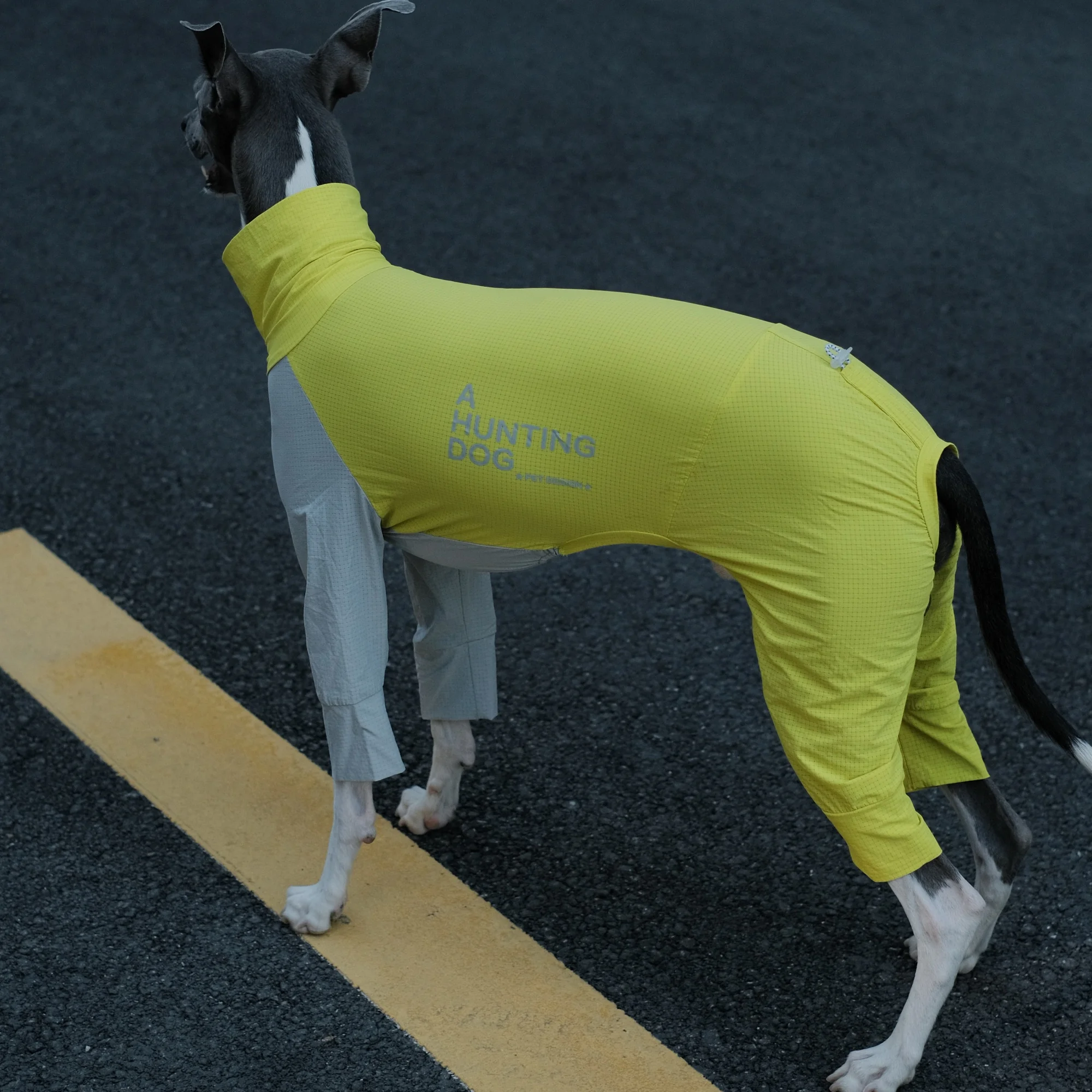 Camiseta de verano 4 patas amarillo gris para whippet Ropa para perros medianos en primavera Resistencia a los insectos al aire libre Secado rápido Ligero Abrigo transpirable para galgo italiano - imagen 3