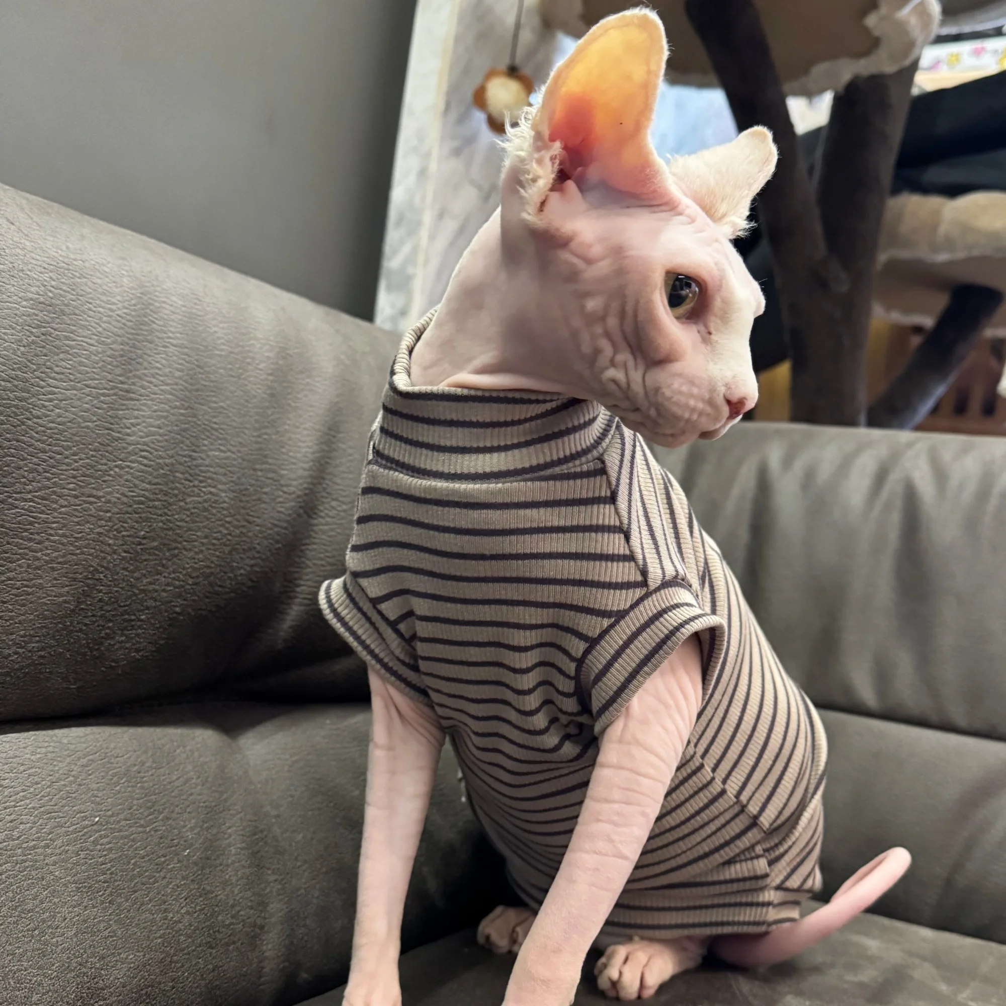 Camiseta de algodón a rayas manga corta para gatos Sphynx y Devon Rex - imagen 4