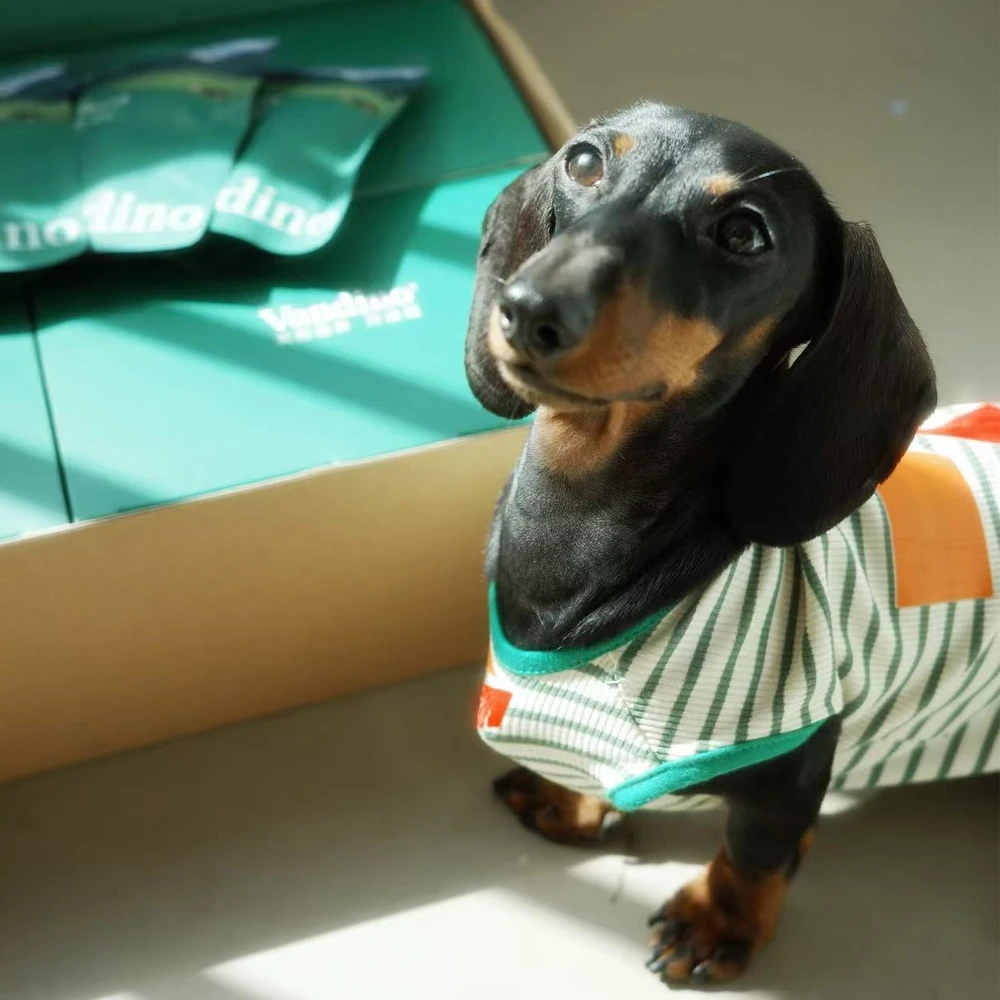 Ropa de moda para perros Dachshund con gorro – primavera/verano - imagen 4