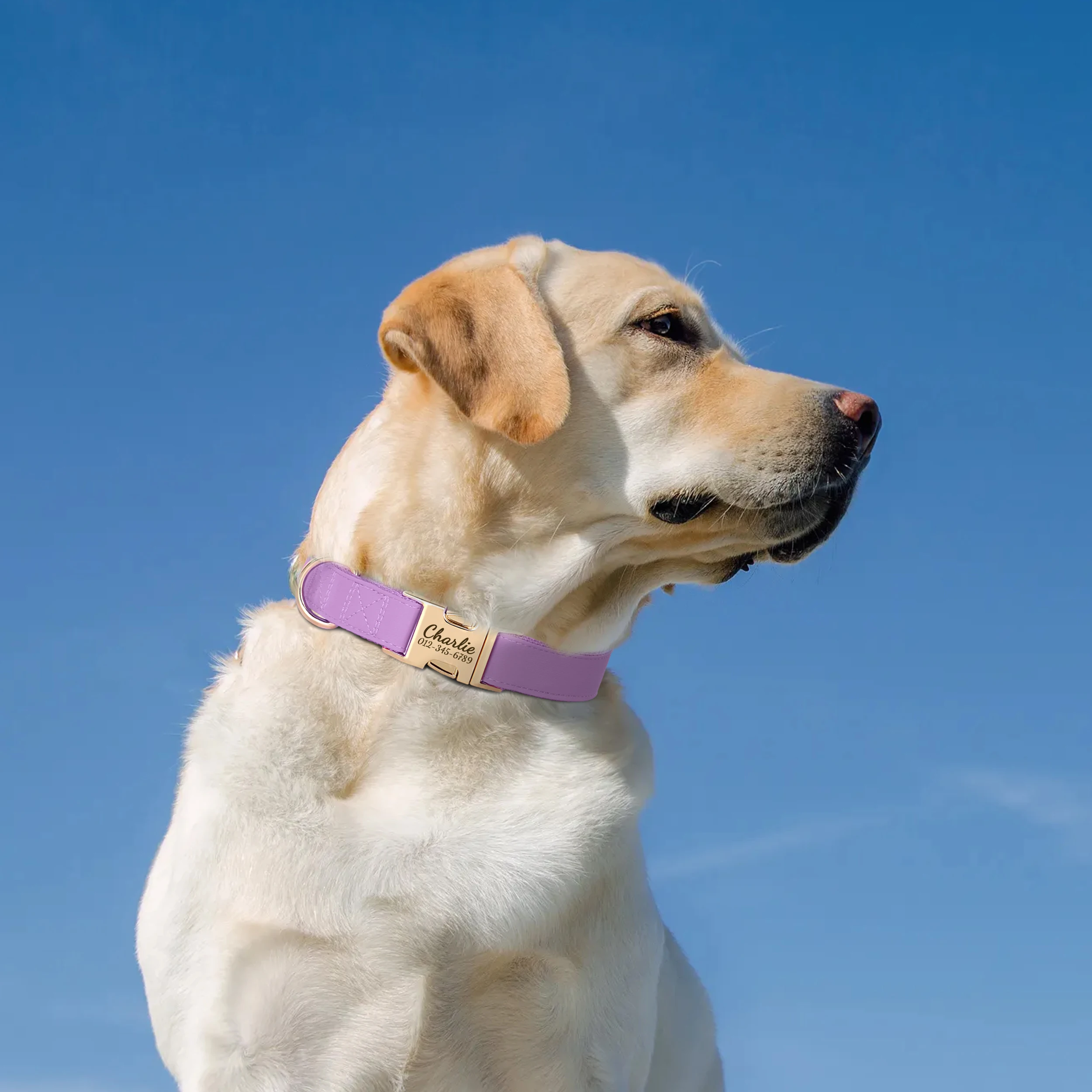 Collar de perro personalizado, collares de cuero antipérdida para perro, Collar con hebilla para mascotas con grabado gratis para perros pequeños, medianos y grandes, Bulldog Pug - imagen 5