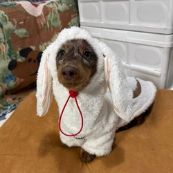 Traje de lana cálido para perros salchicha, cuello alto y mangas largas