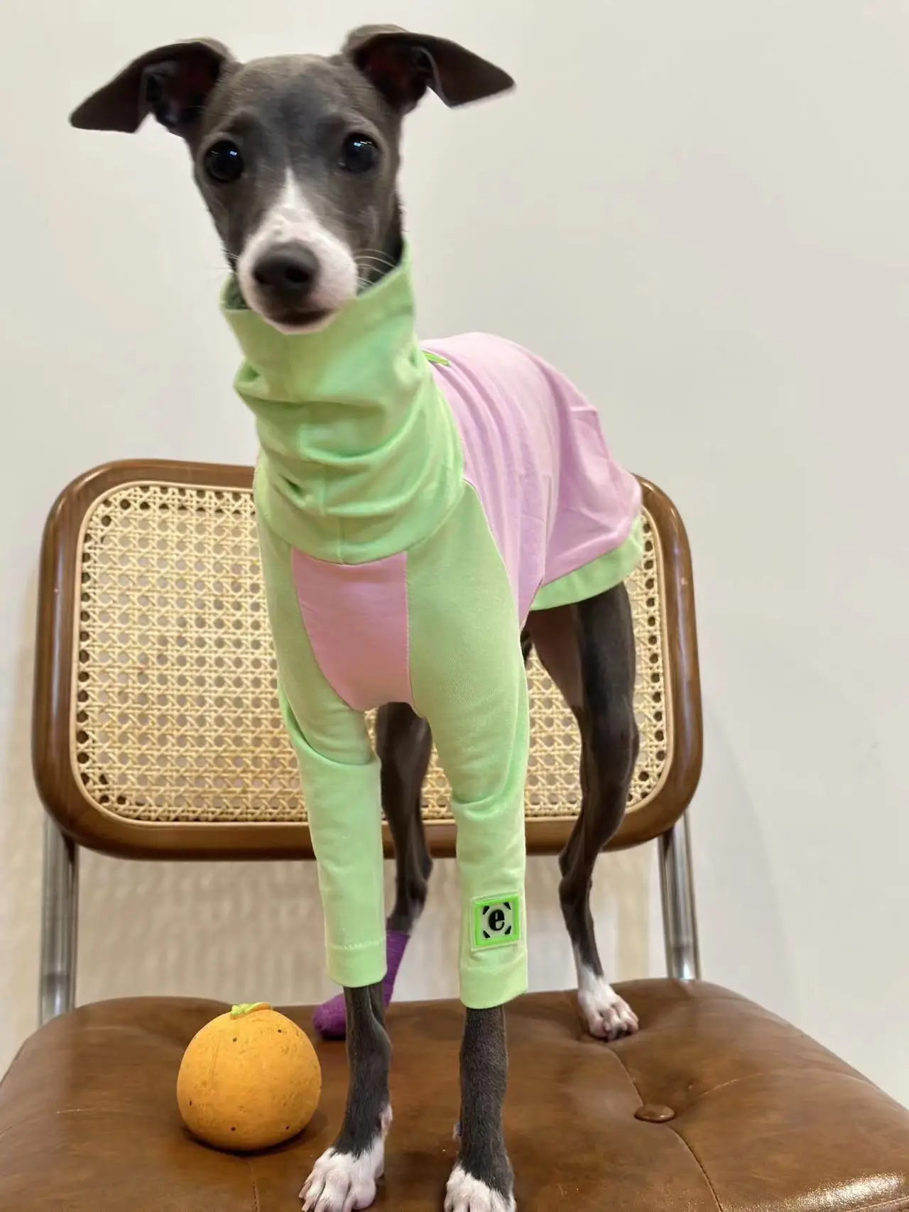 Camiseta italiana de galgo Whippet belington Terrier, ropa de otoño e invierno, algodón, Color a juego, perro - imagen 3