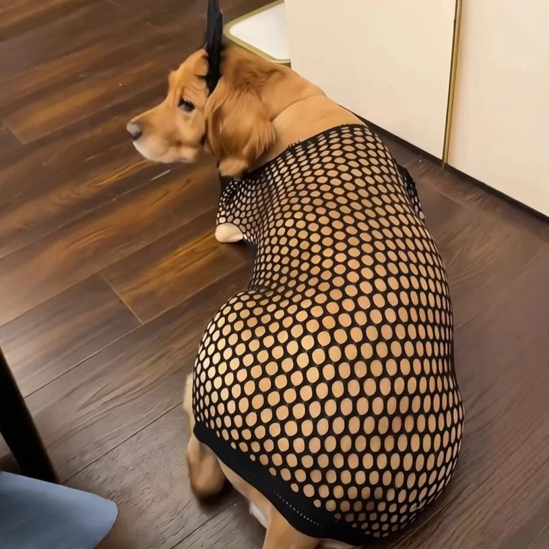 Ropa creativa para perros, ropa divertida para perros, rejilla transpirable de verano para cachorros, ropa para perros grandes, chaleco para mascotas, suministros de accesorios - imagen 2