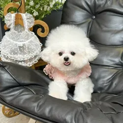 Vestido de verano para perro Maltés con encaje transpirable y tirantes