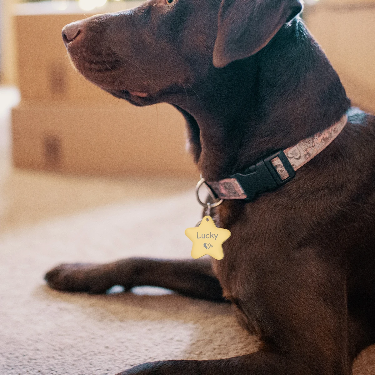 Etiquetas de identificación de perro personalizadas, grabado para gato, cachorro, identificación de mascota, placa de número, dirección, Collar, etiqueta, colgante de pentagrama, accesorios para perros y gatos - imagen 5